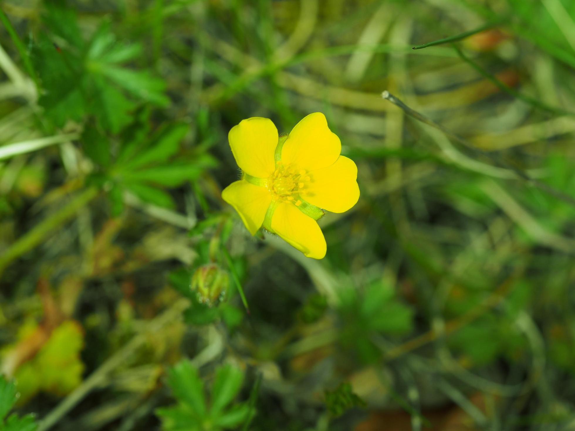 Cinqfoil, Seven-leaved